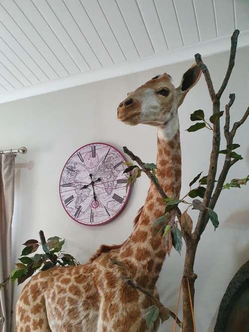 GIRAFFE TAXIDERMY